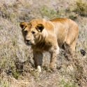 TZA SHI SerengetiNP 2016DEC25 Moru4Area 061 : 2016, 2016 - African Adventures, Africa, Date, December, Eastern, Month, Moru 4 Area, Places, Serengeti National Park, Shinyanga, Tanzania, Trips, Year